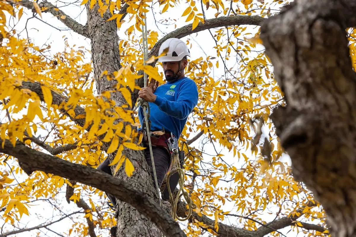 Skilled Tree Trimming crew working in Highland